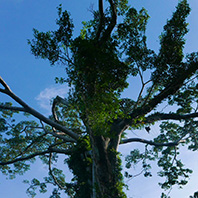 Arbre sur ciel bleu